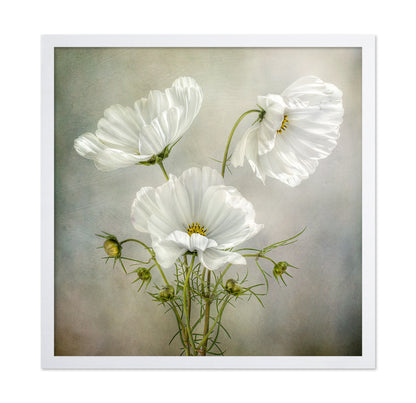 White Cosmos Flowers