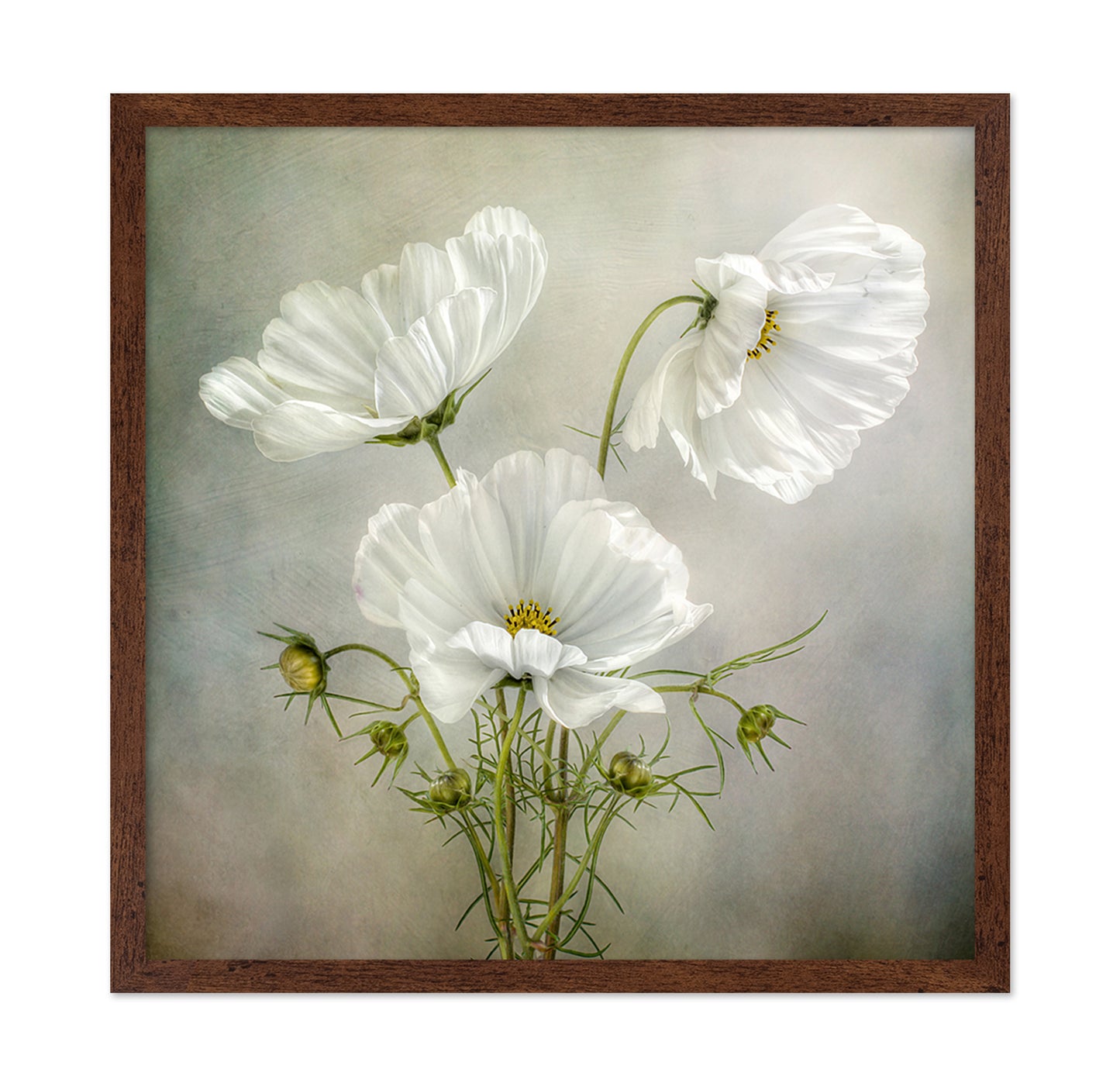 White Cosmos Flowers