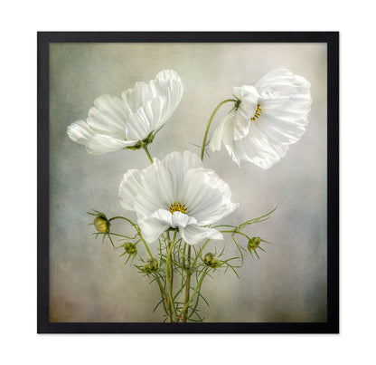 White Cosmos Flowers