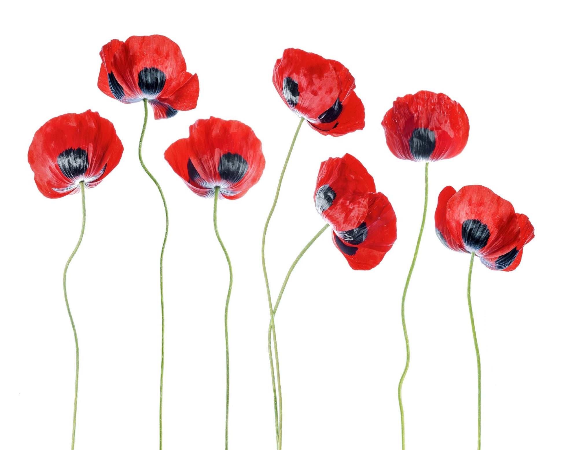 Red Ladybird Poppies
