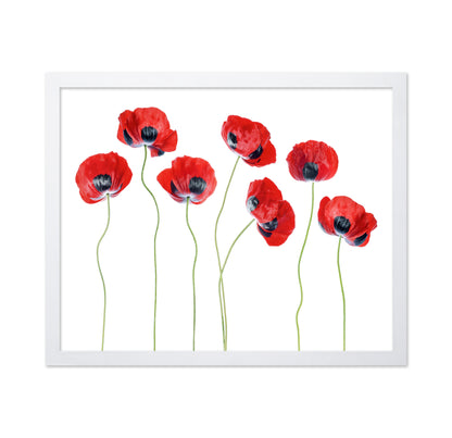 Red Ladybird Poppies
