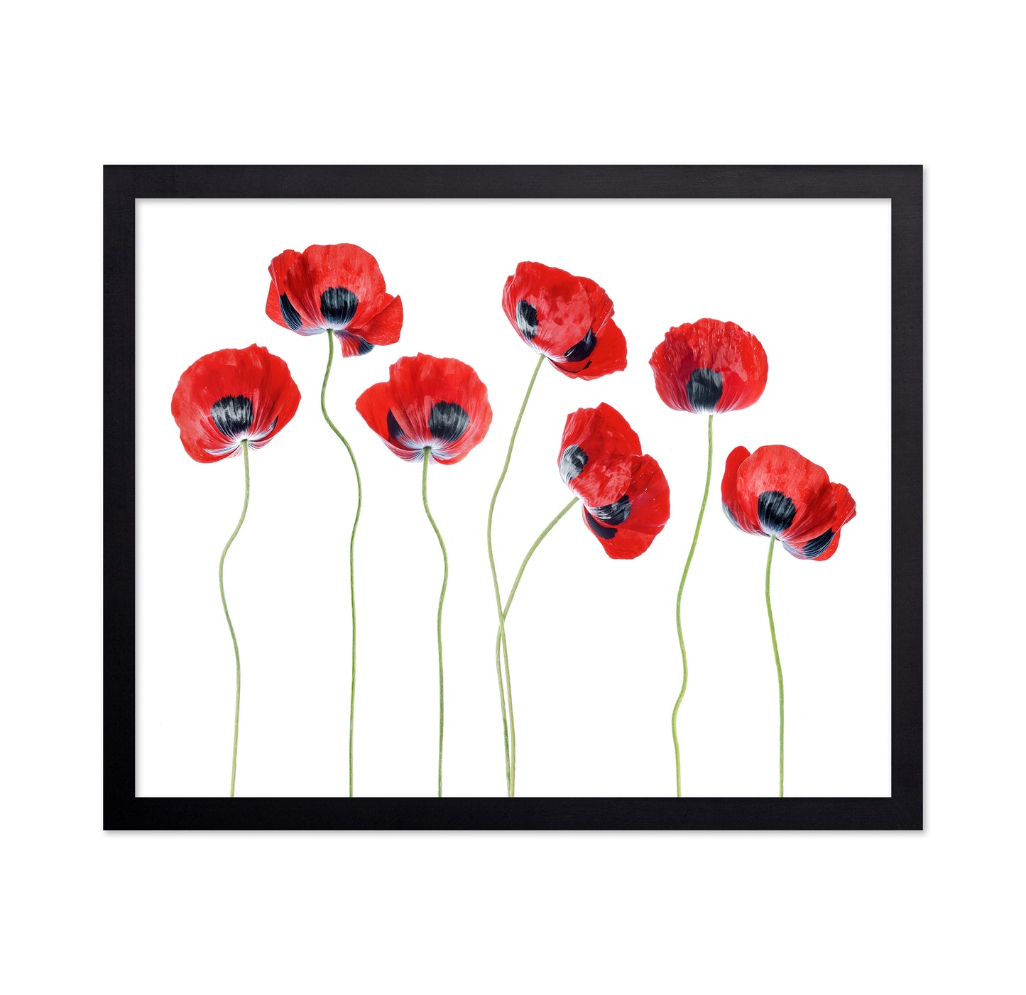 Red Ladybird Poppies