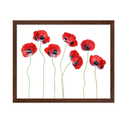 Red Ladybird Poppies