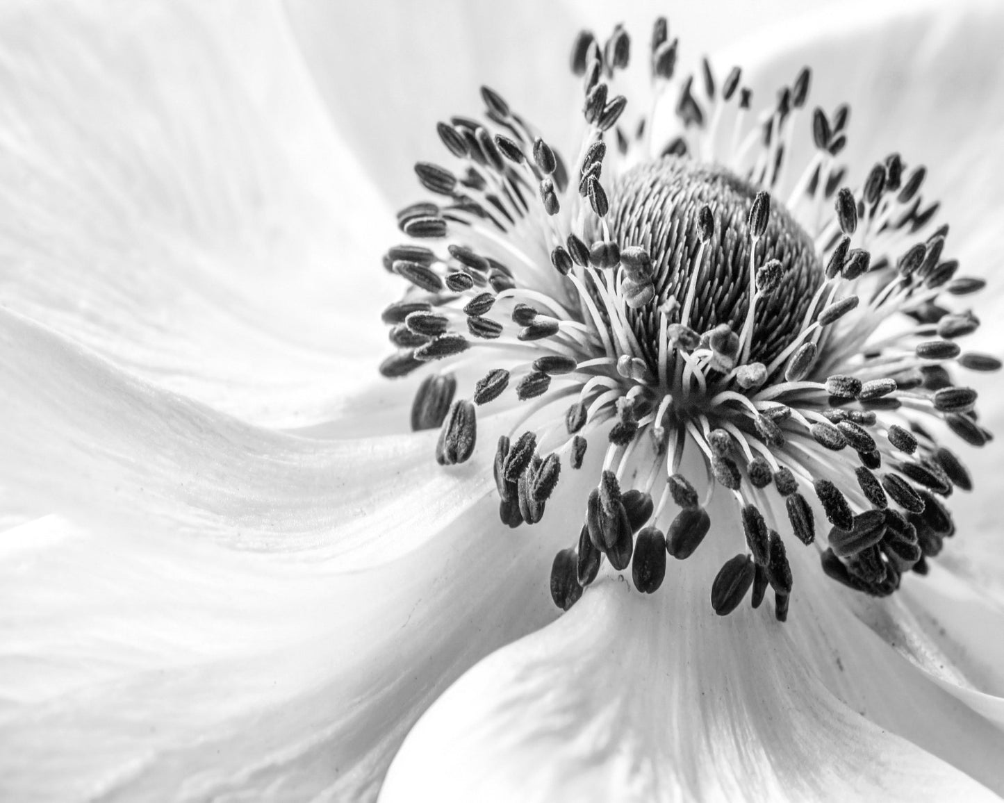 Black and White Anemone