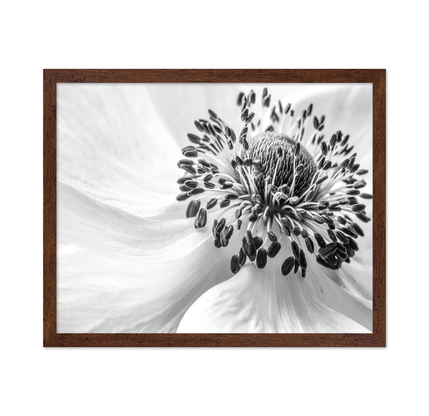Black and White Anemone