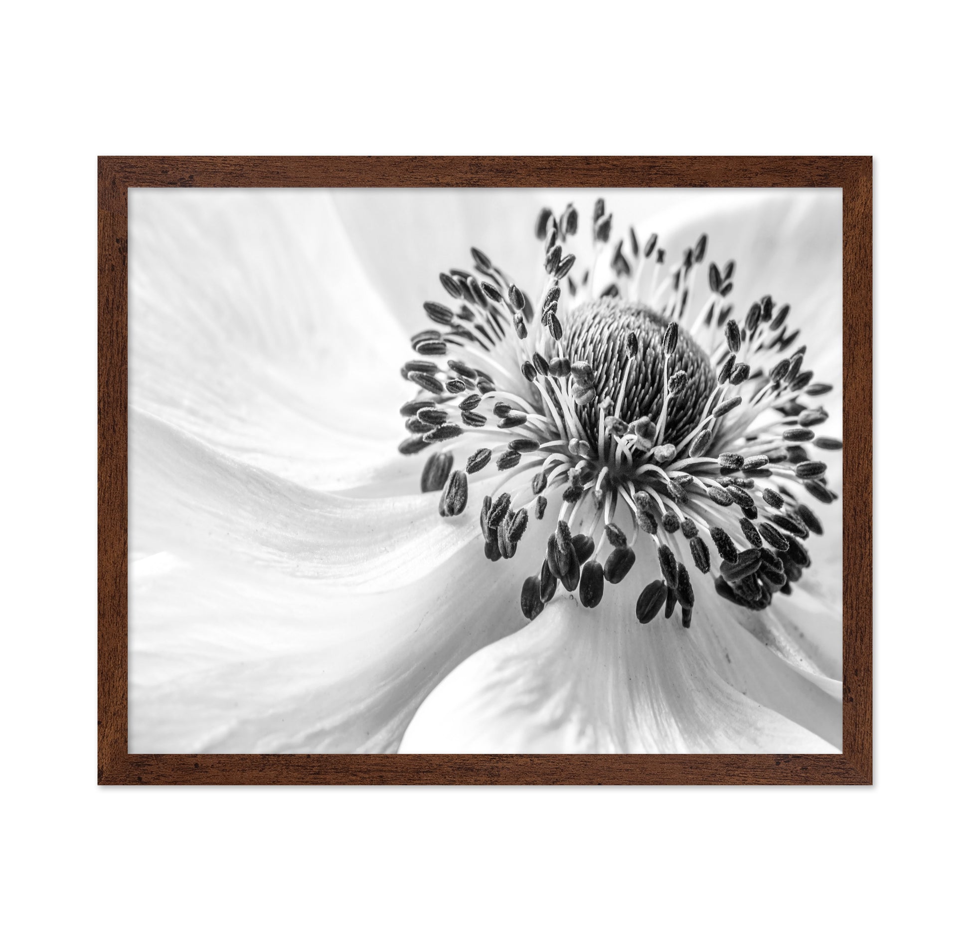Black and White Anemone