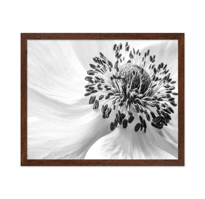 Black and White Anemone