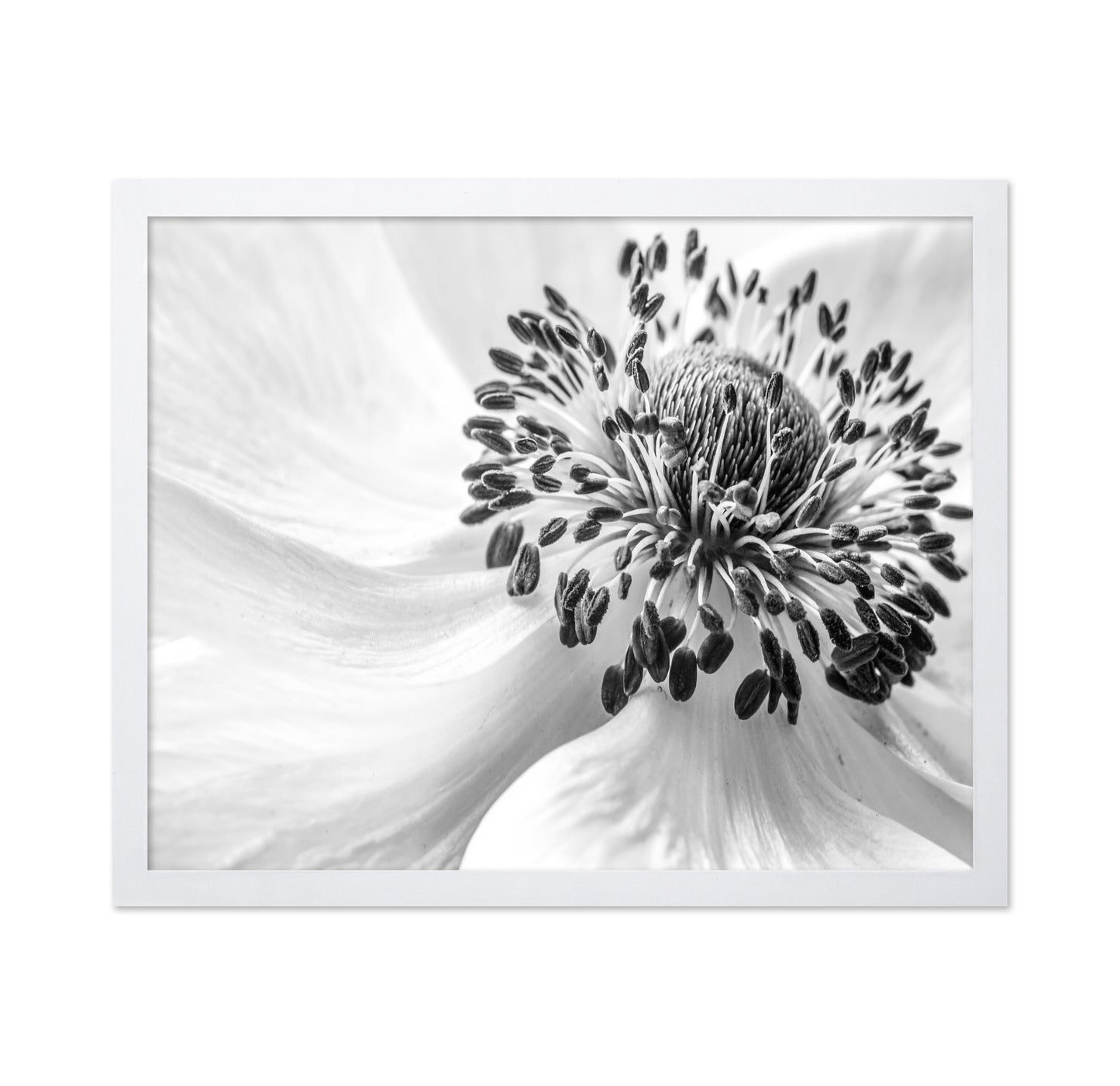 Black and White Anemone
