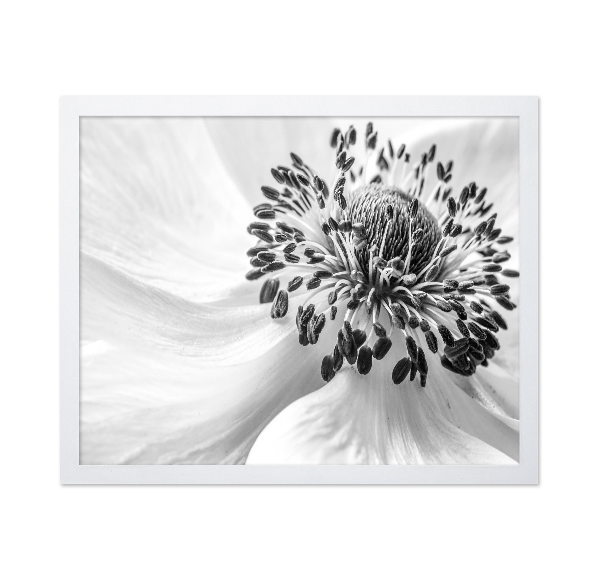 Black and White Anemone
