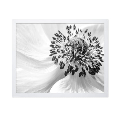 Black and White Anemone