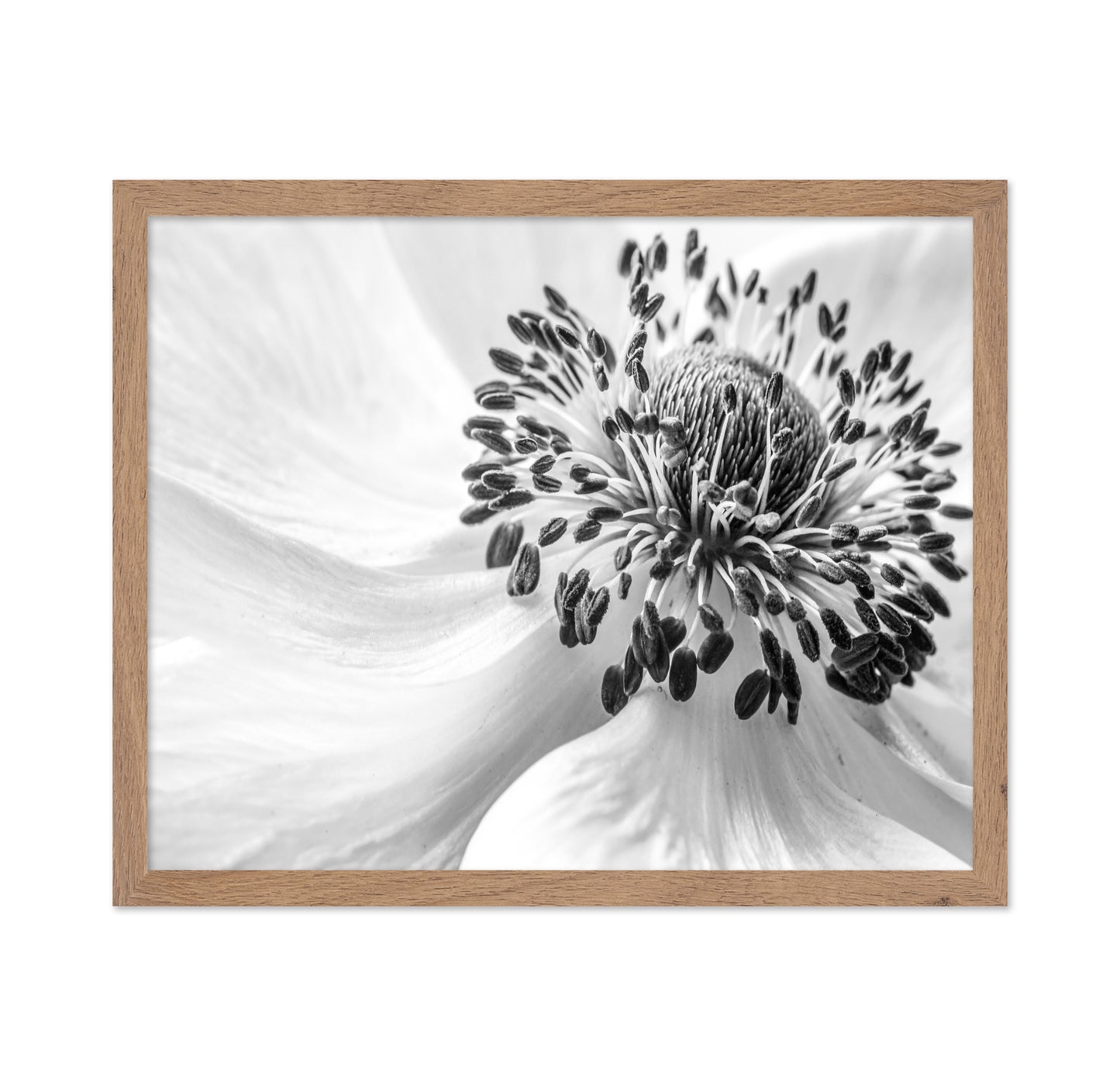 Black and White Anemone
