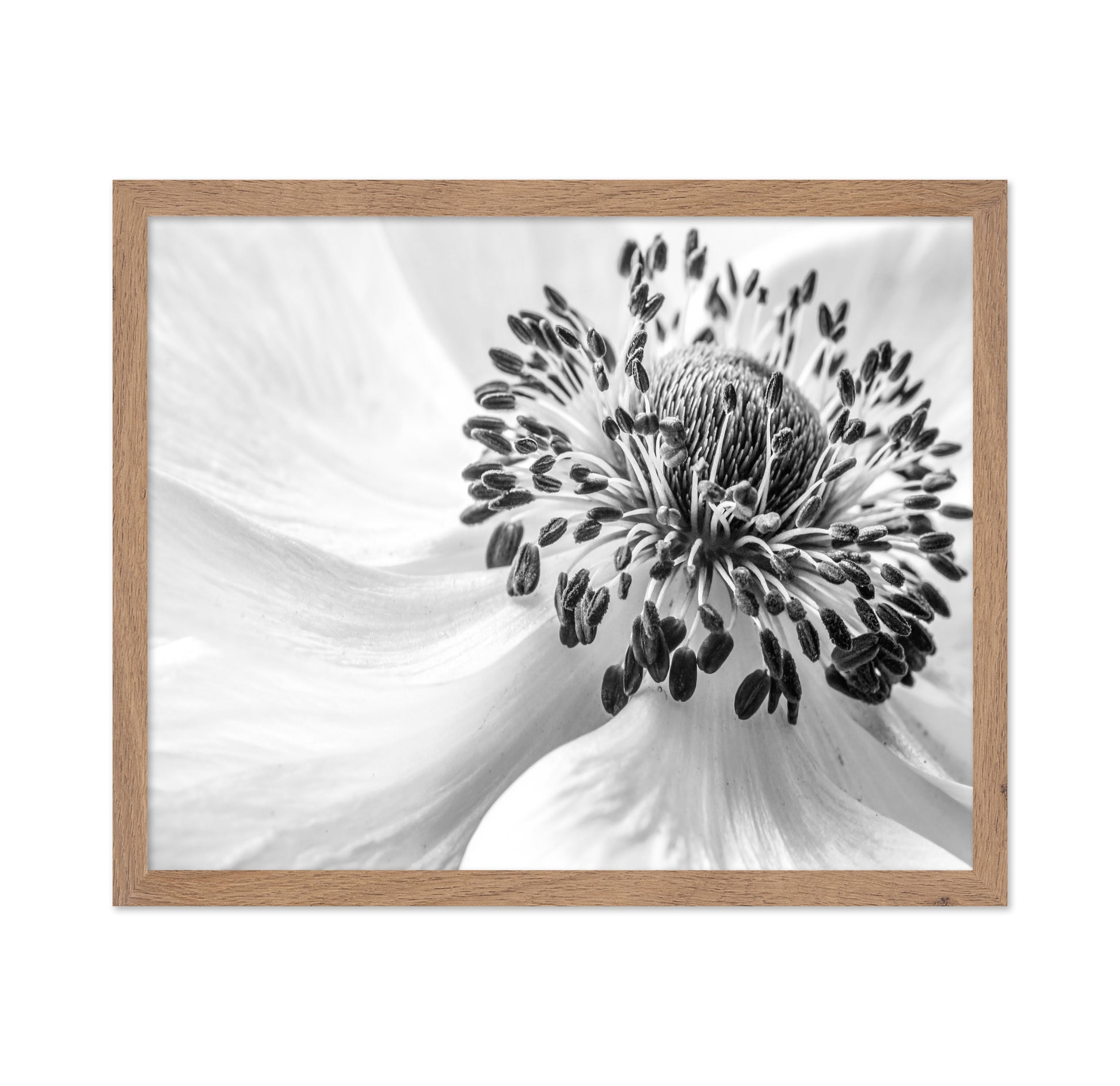 Black and White Anemone