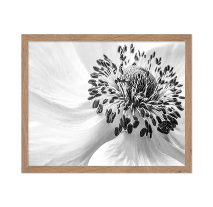 Black and White Anemone