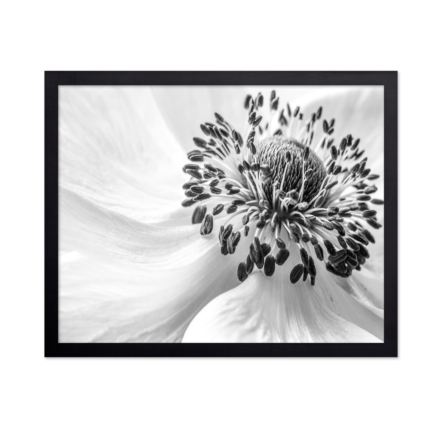 Black and White Anemone