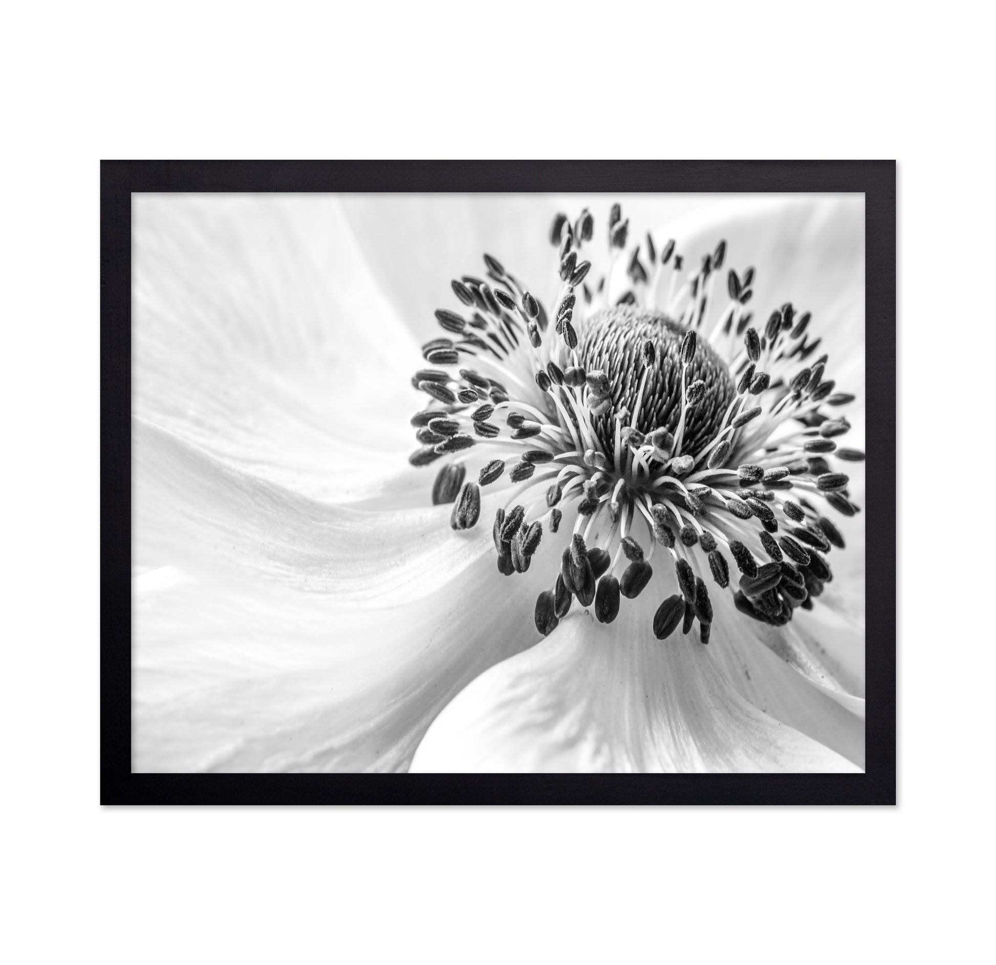 Black and White Anemone