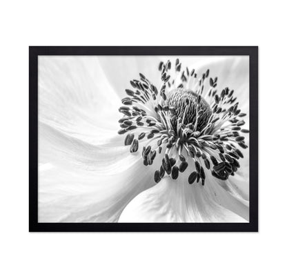 Black and White Anemone