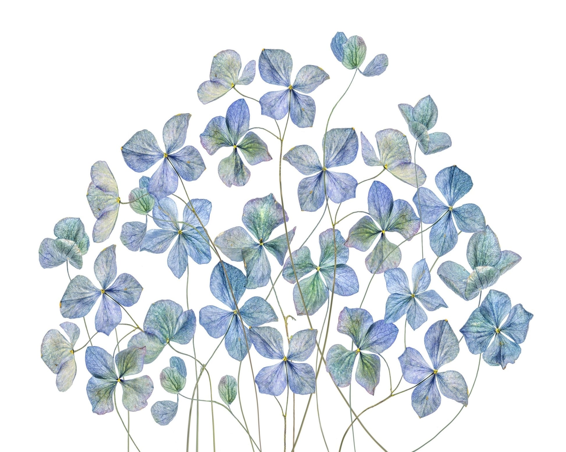Blue Hydrangea Petals
