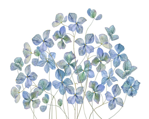 Blue Hydrangea Petals