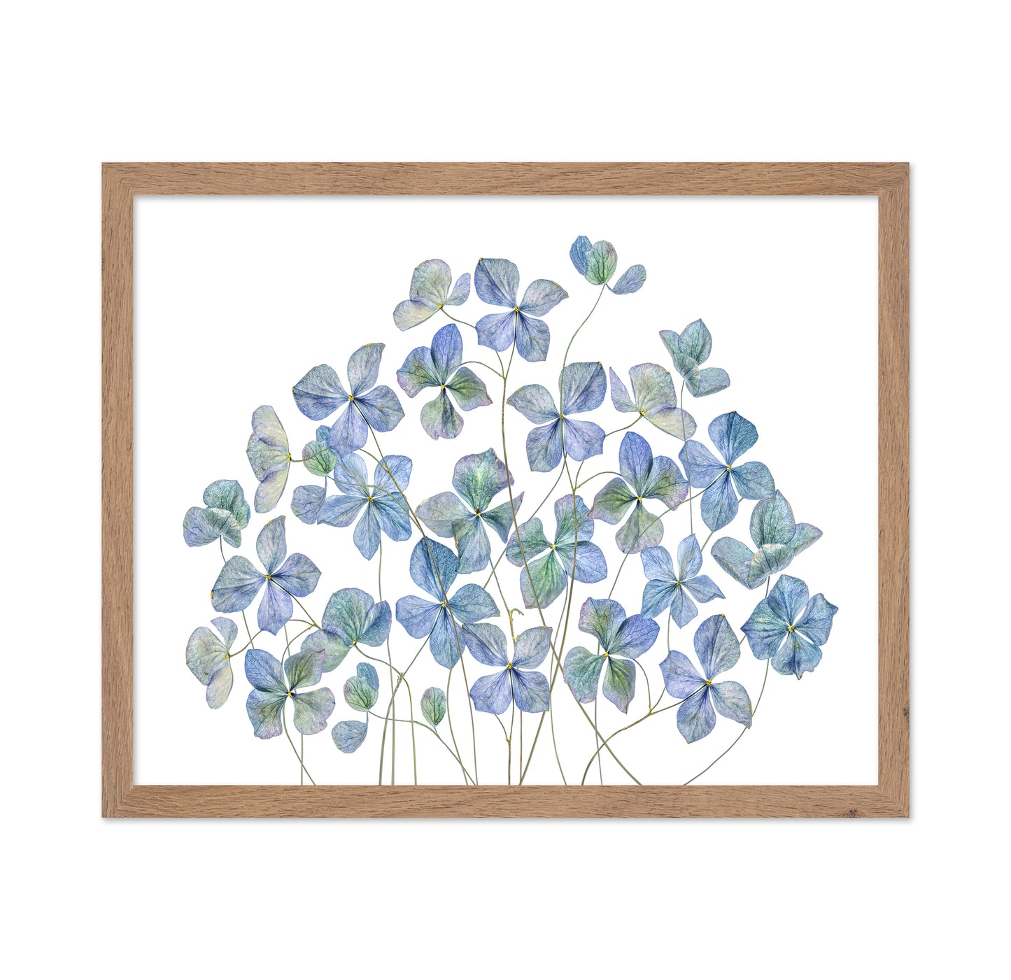 Blue Hydrangea Petals