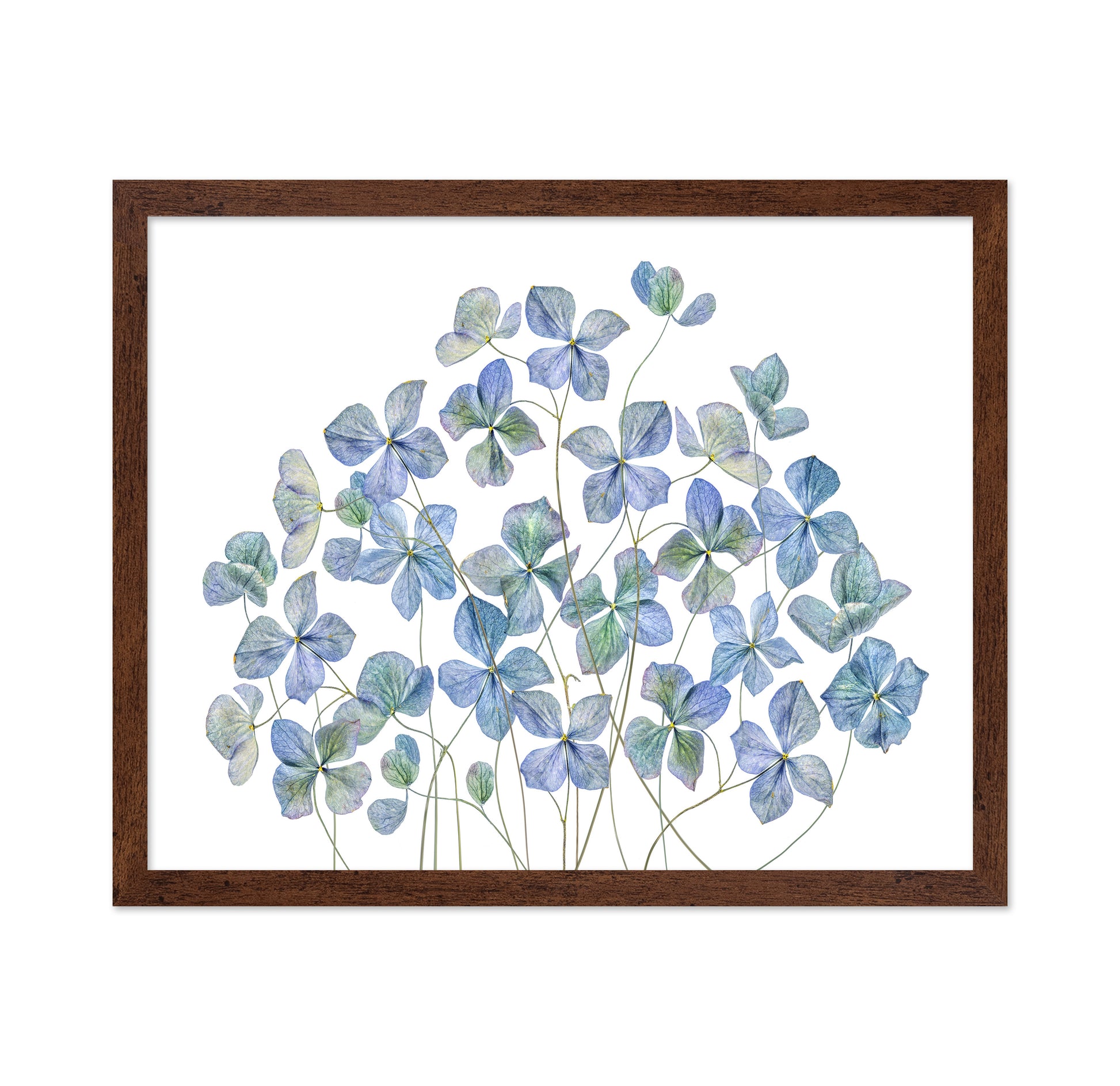 Blue Hydrangea Petals