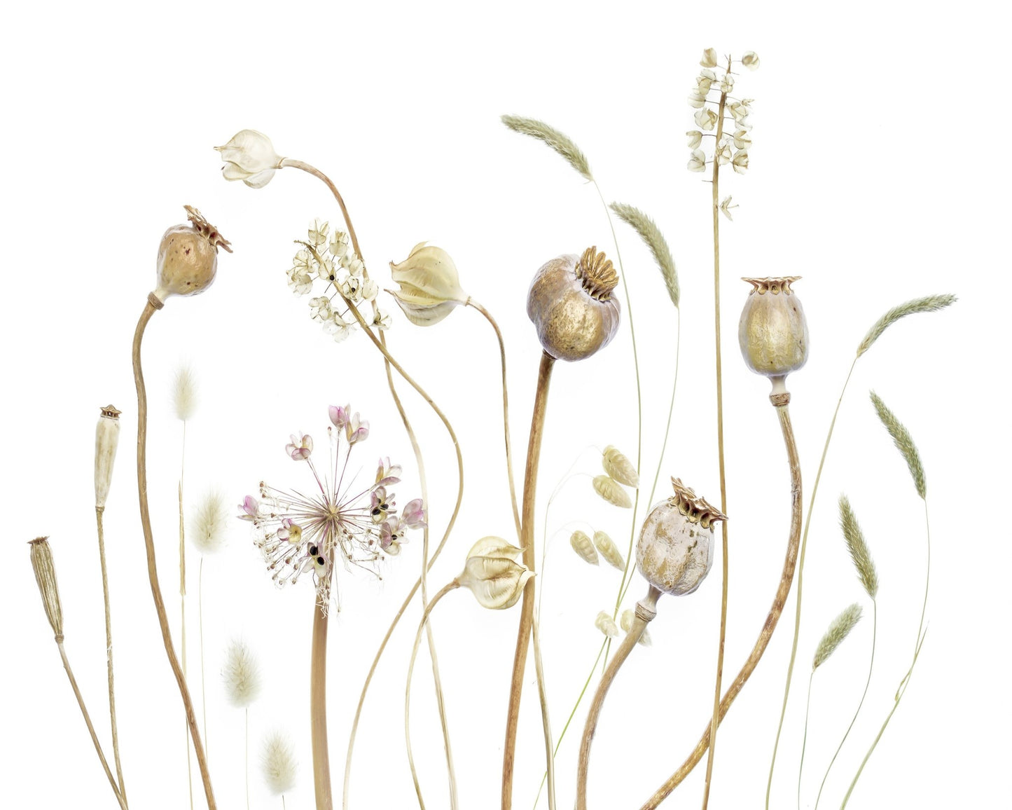 Botanical Seed Pods