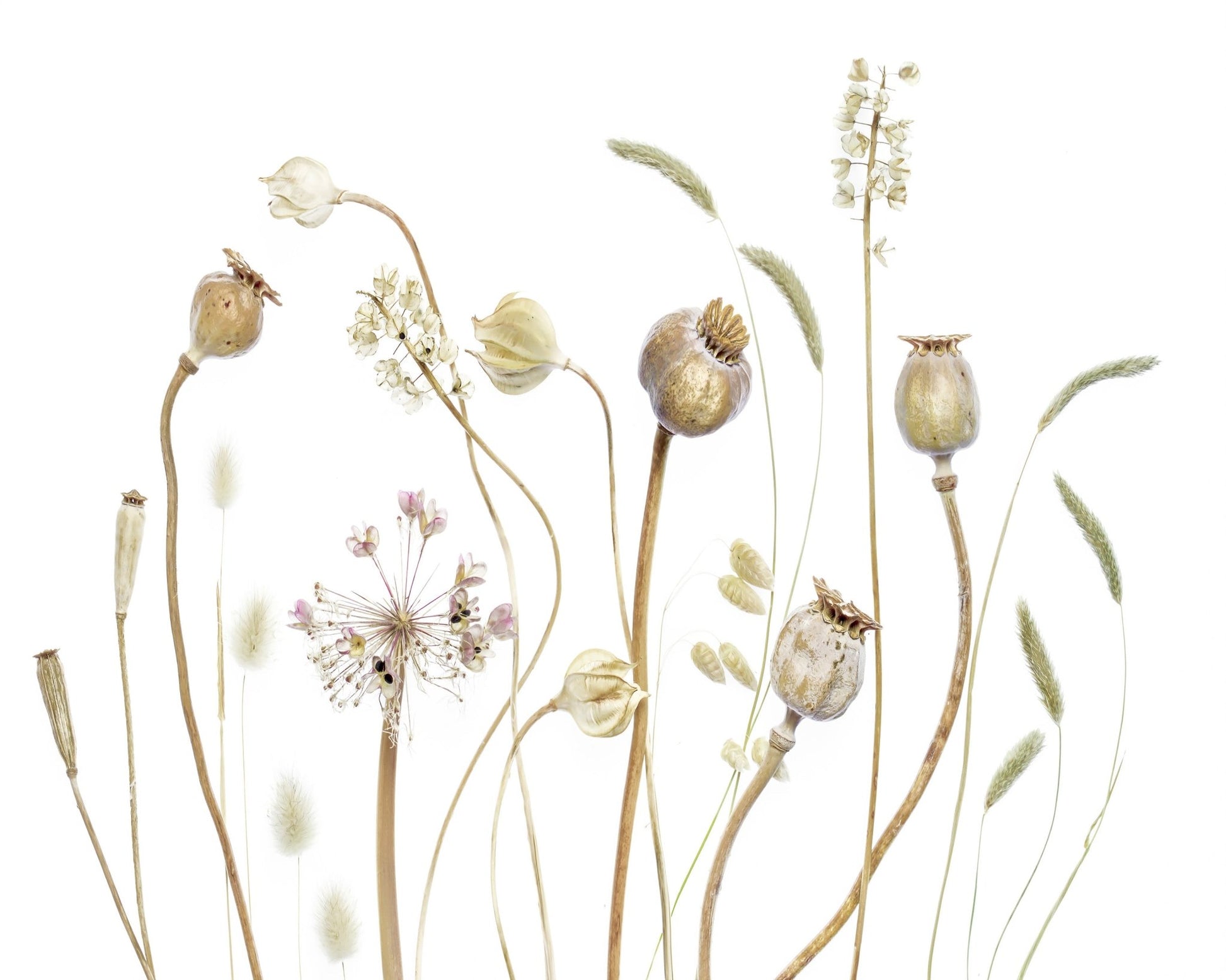 Botanical Seed Pods