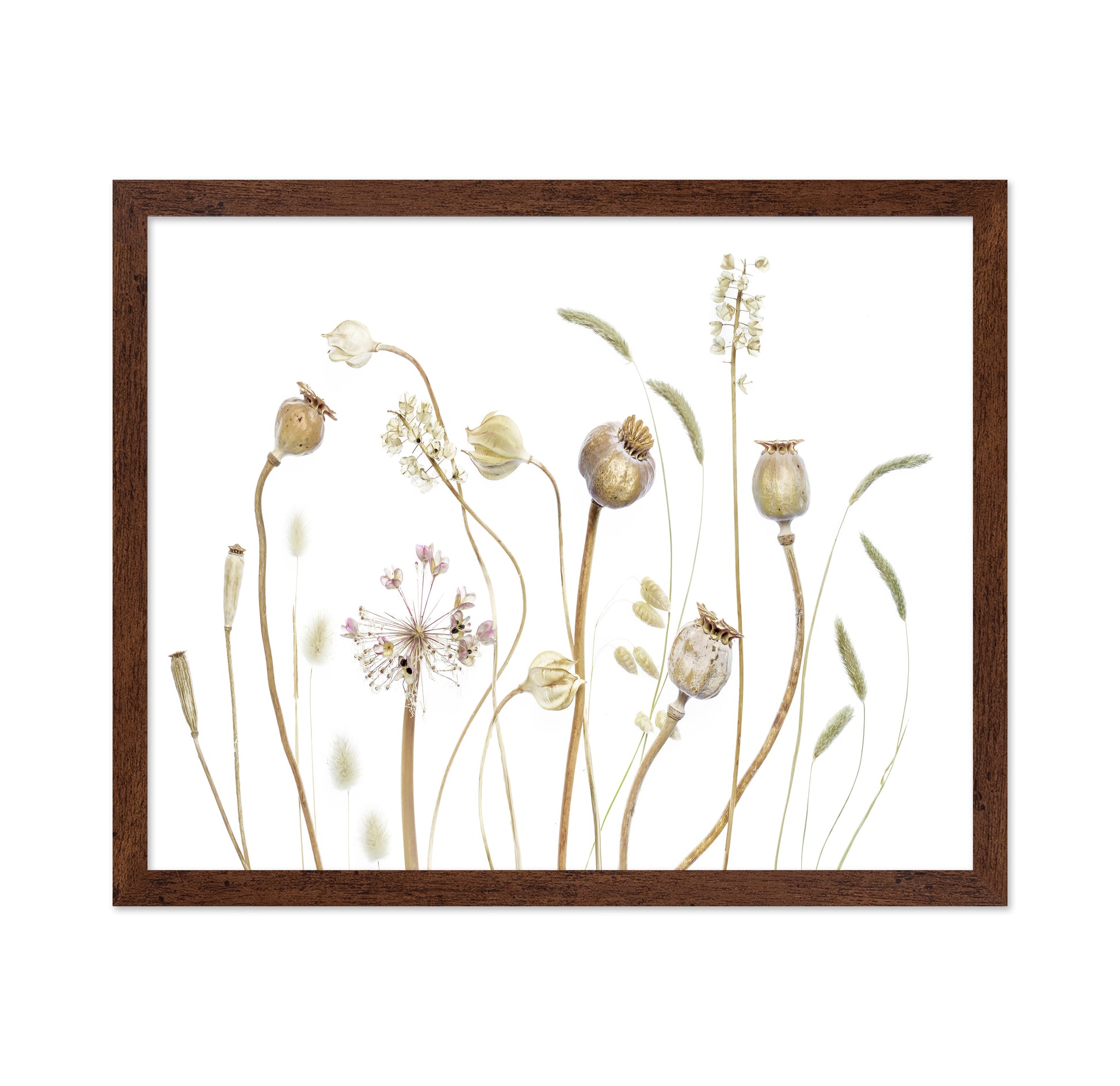 Botanical Seed Pods