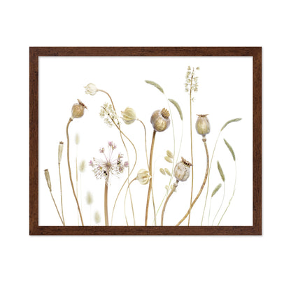 Botanical Seed Pods