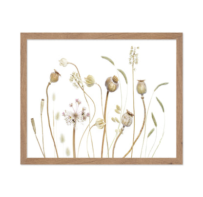 Botanical Seed Pods