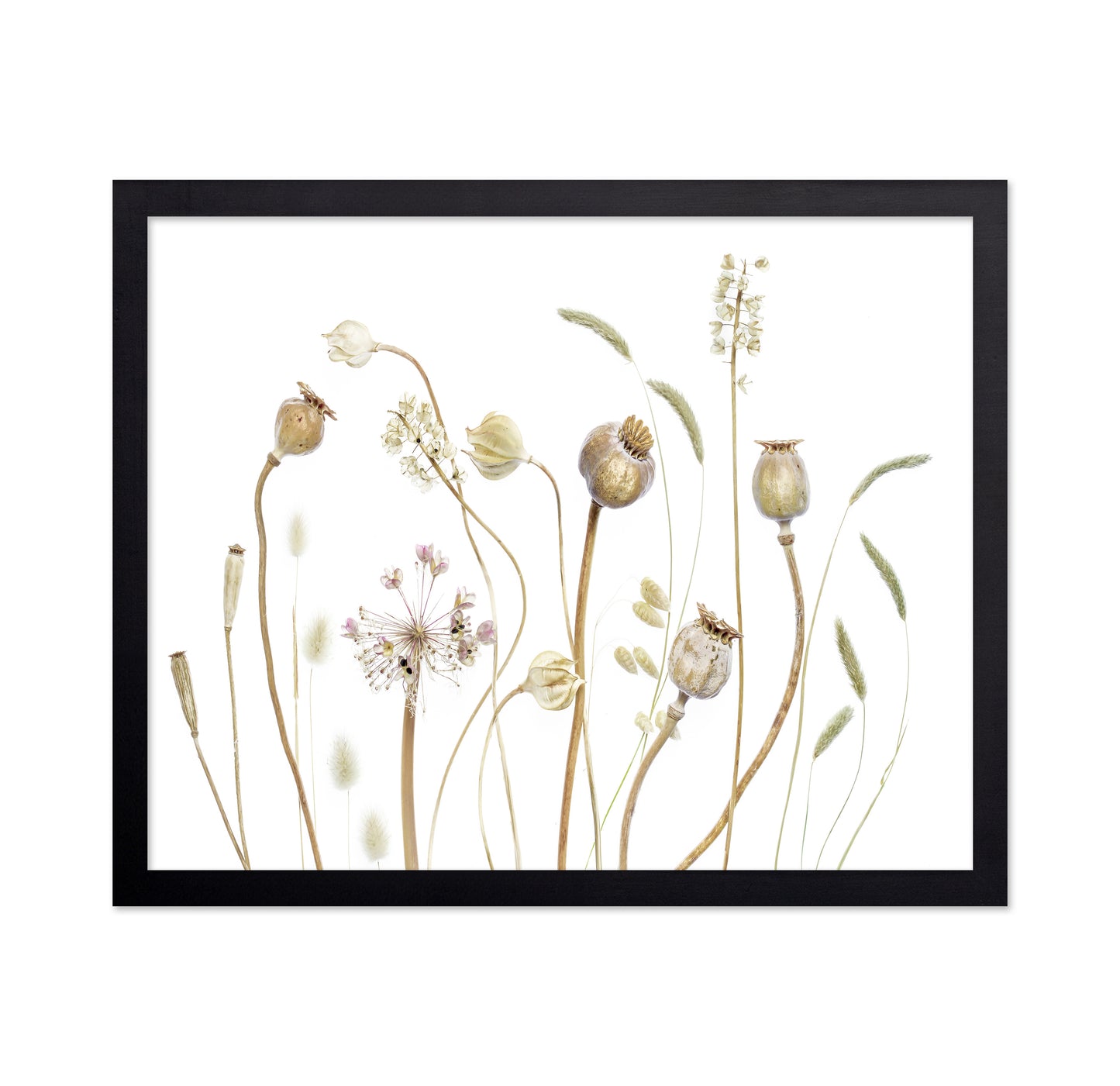 Botanical Seed Pods