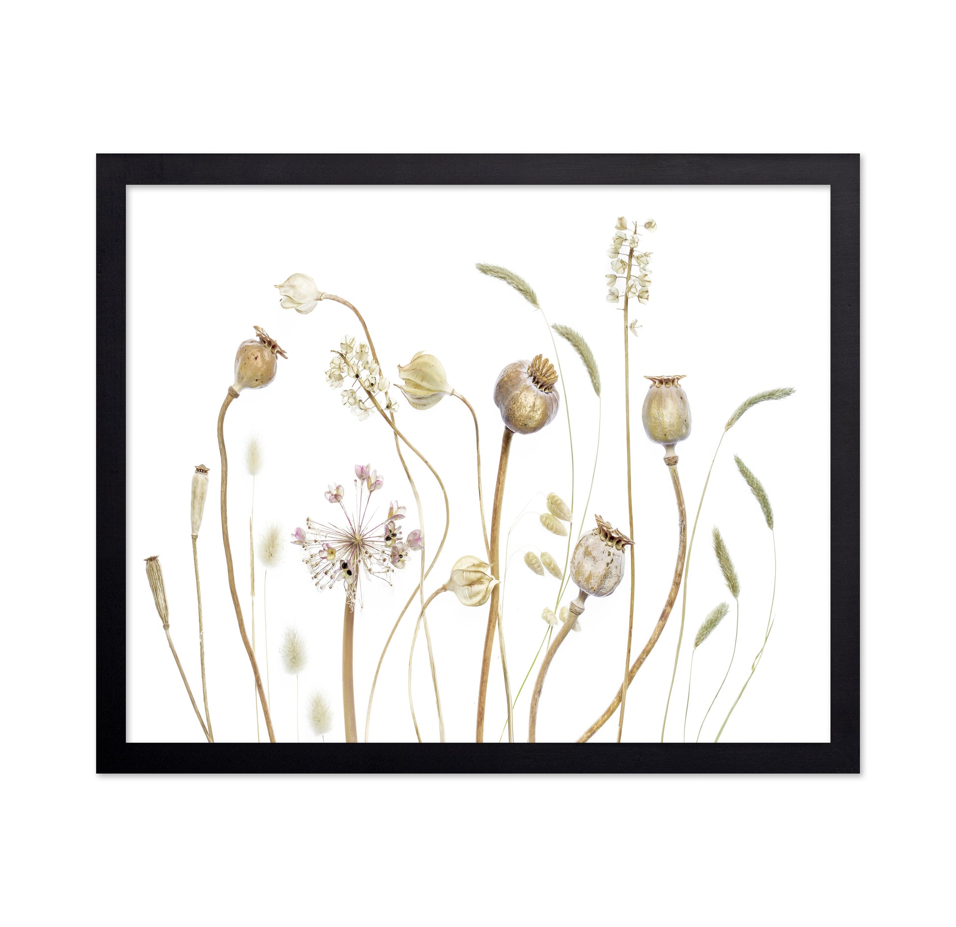 Botanical Seed Pods