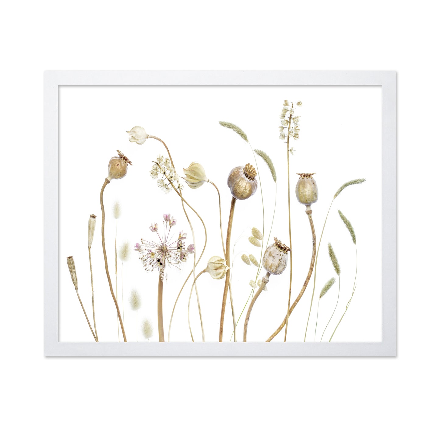 Botanical Seed Pods