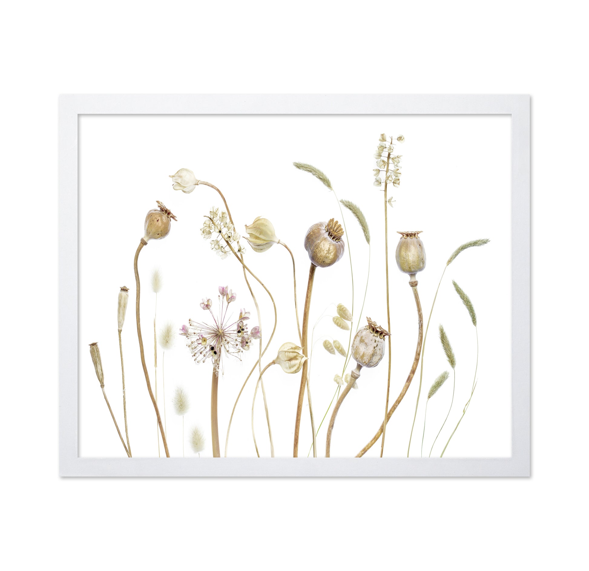 Botanical Seed Pods