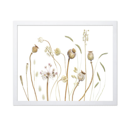 Botanical Seed Pods