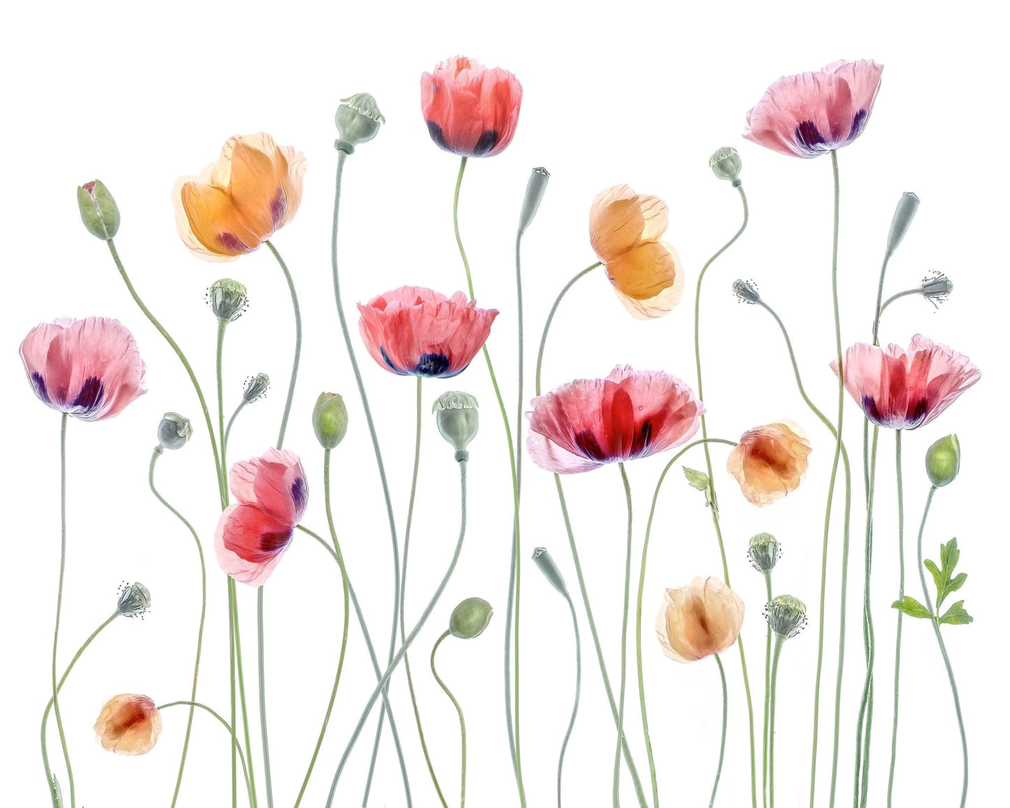 Colorful Papaver Poppies