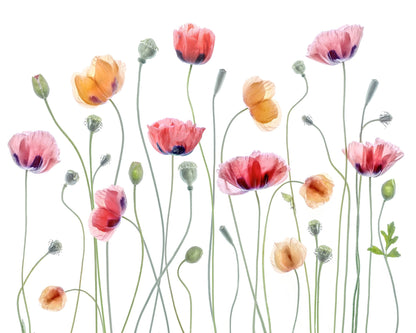 Colorful Papaver Poppies