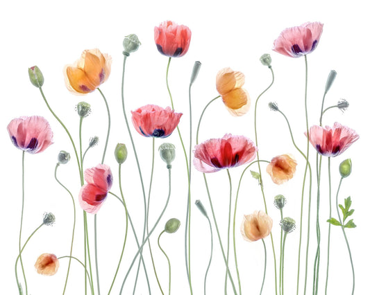 Colorful Papaver Poppies