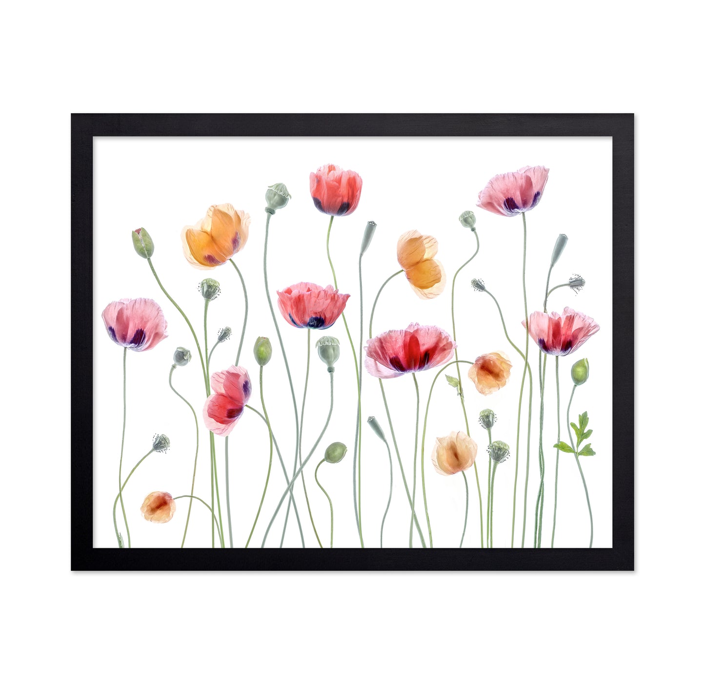 Colorful Papaver Poppies
