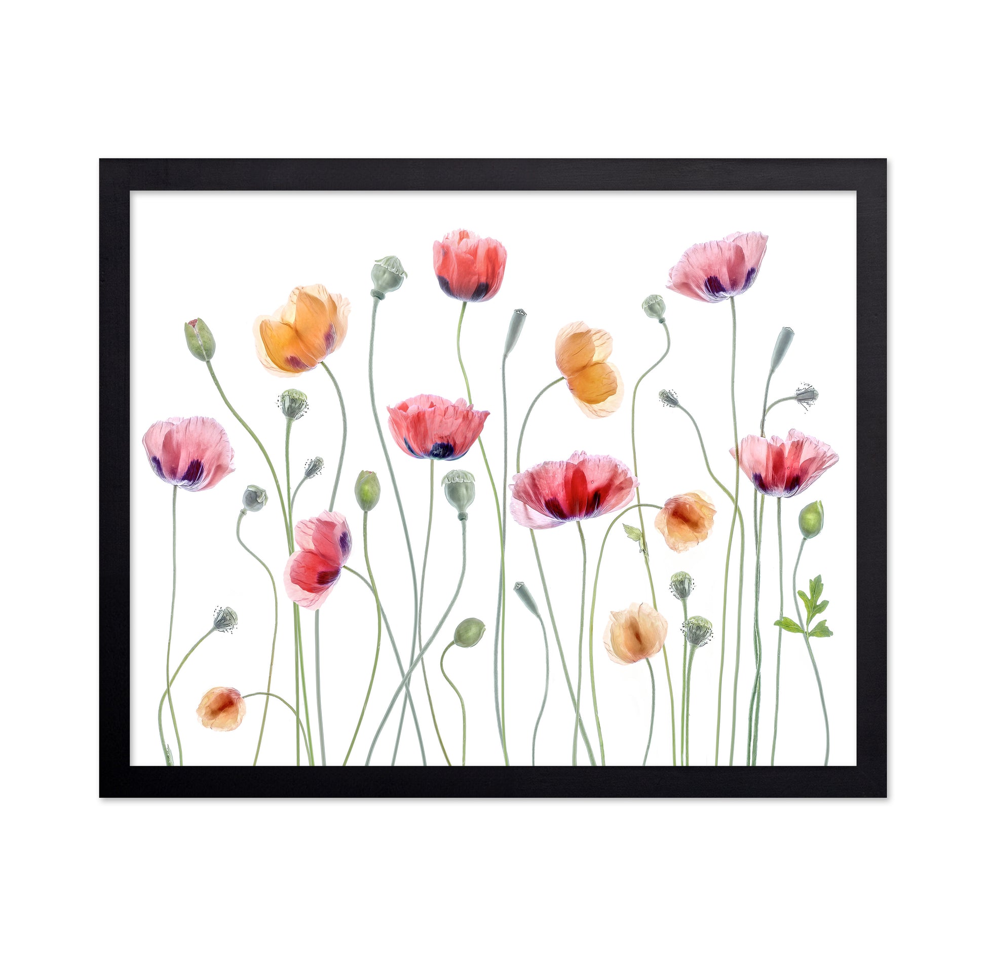 Colorful Papaver Poppies