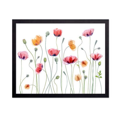 Colorful Papaver Poppies