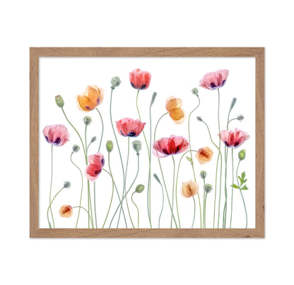 Colorful Papaver Poppies