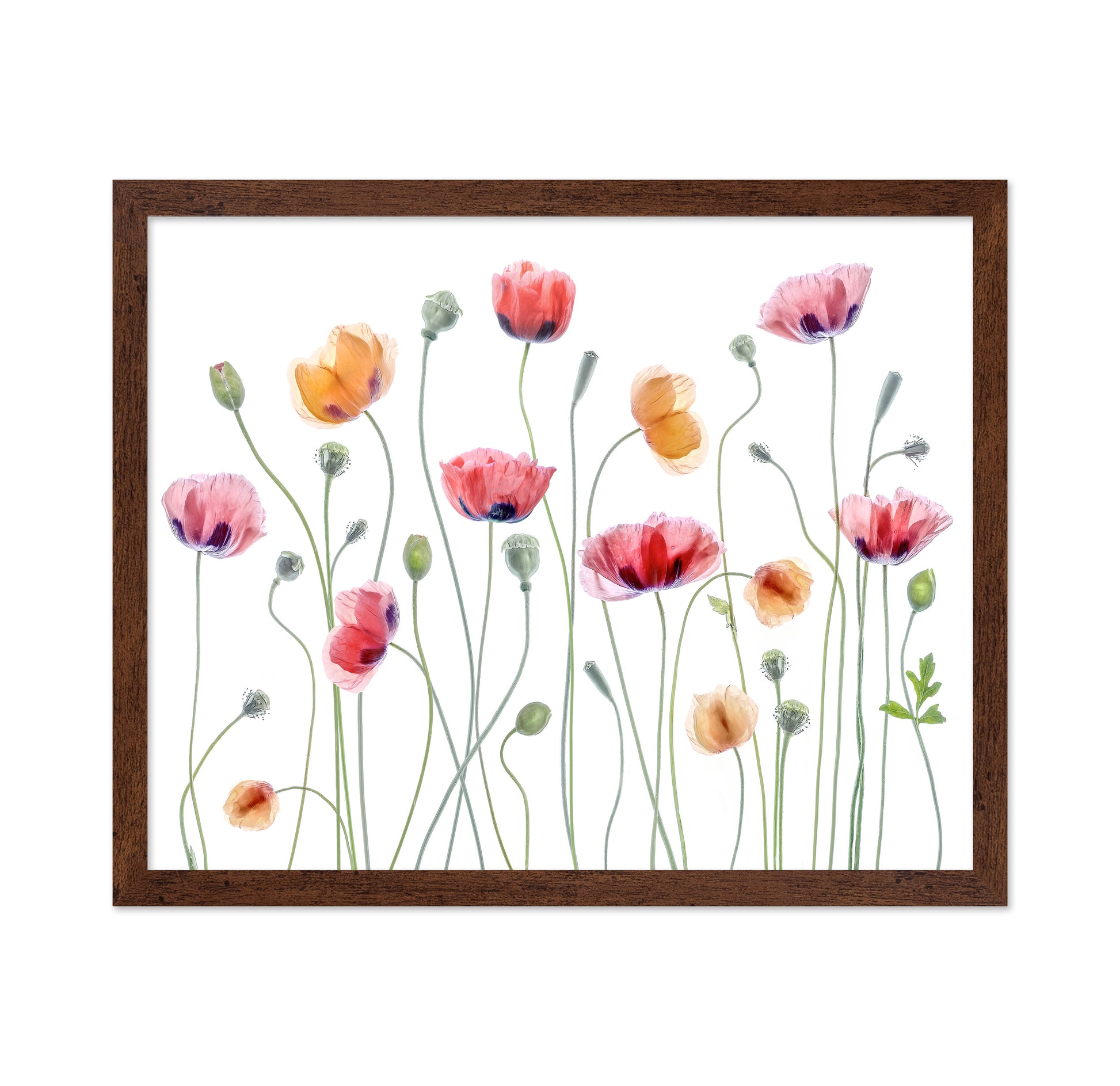 Colorful Papaver Poppies