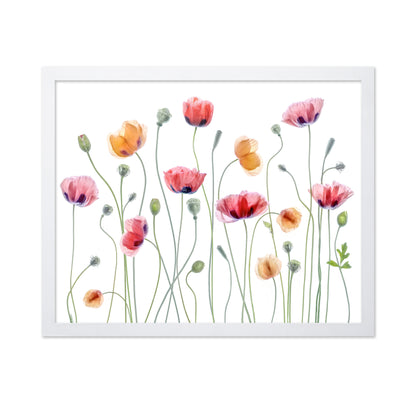 Colorful Papaver Poppies