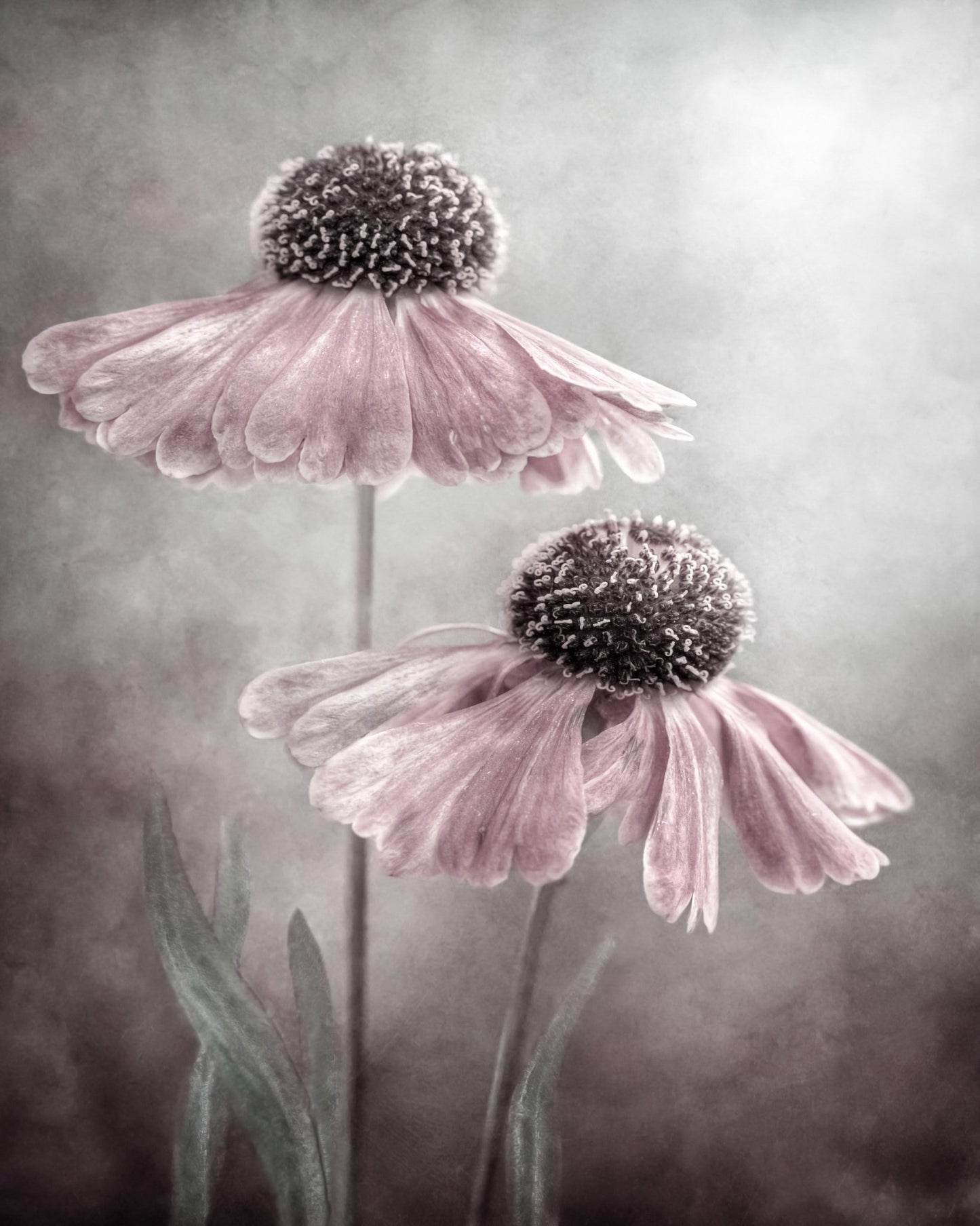 Pink Coneflower Duet