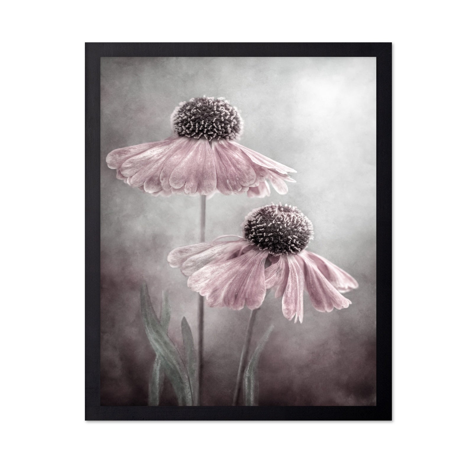 Pink Coneflower Duet