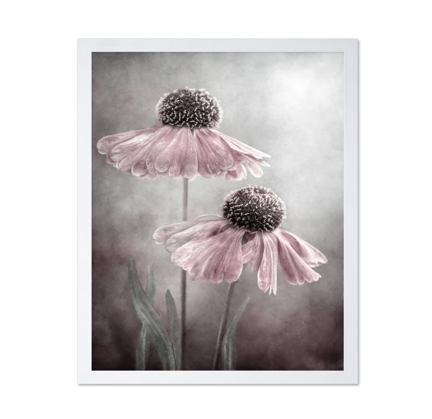 Pink Coneflower Duet