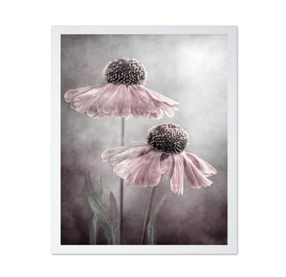 Pink Coneflower Duet