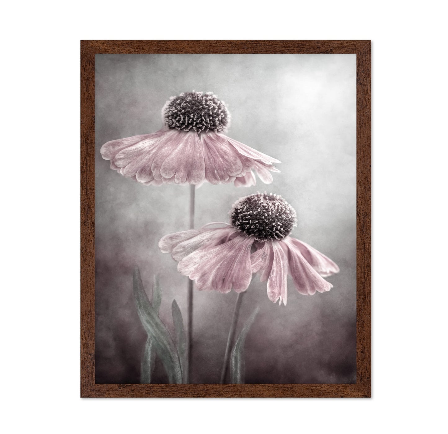 Pink Coneflower Duet