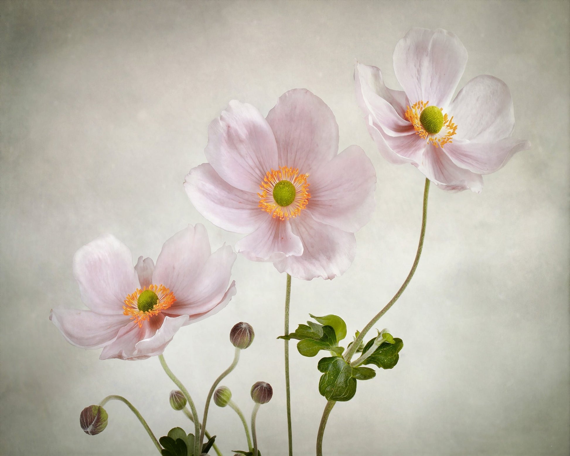 Pink Japanese Anemones