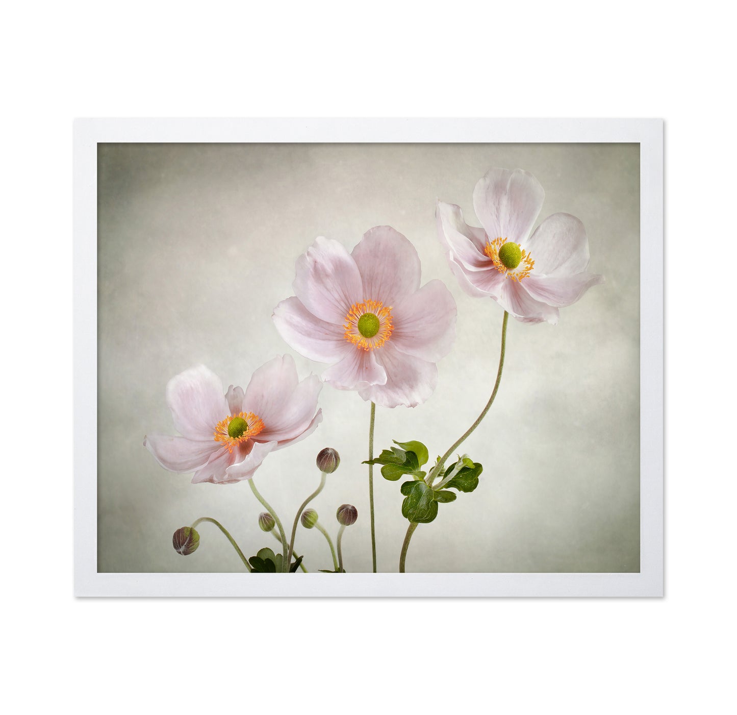 Pink Japanese Anemones